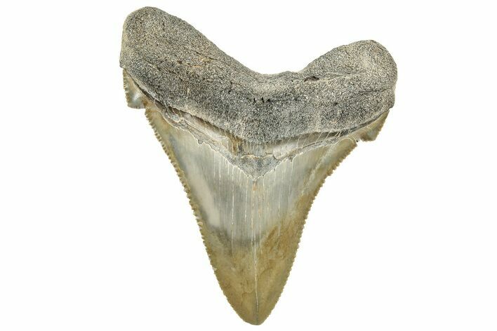 Serrated Angustidens Tooth - Megalodon Ancestor #326380